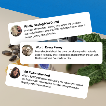 Stop the silent killer that claims 81% of house rabbits before their time.